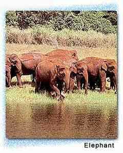 Herd of Elephant, Goa, Panjim, Goa